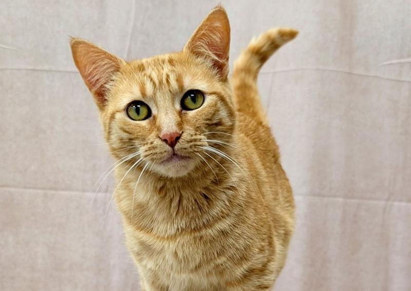 Carousel Slide 8: Peaches wanted her own staff photo! :)