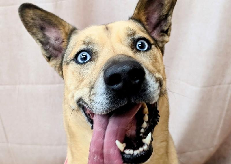 Carousel Slide 10: Joe, our clinic dog!