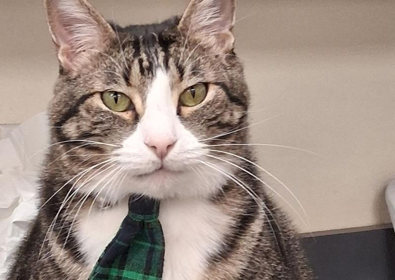 Carousel Slide 7: Our Clinic Cat, Banks!