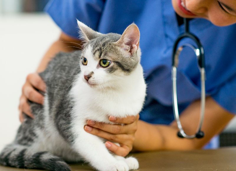 McAdory Veterinary Clinic Payment Options